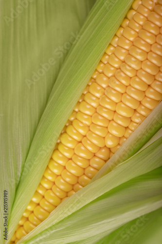 corn in the cob close-up