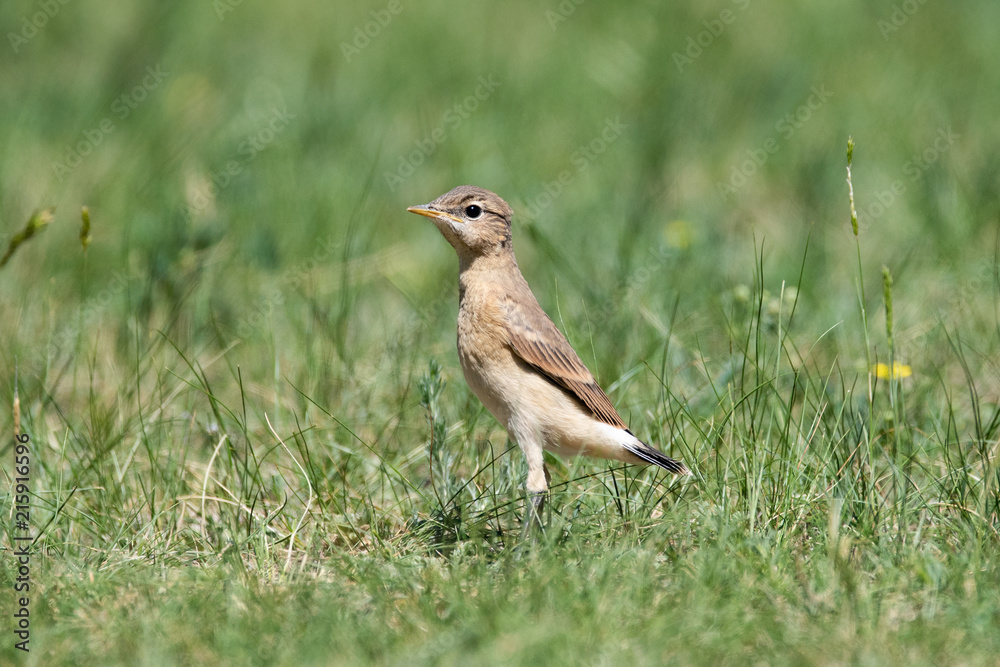 Wheatear or Oenantne Isabelina, a bird of the flycatcher family, the Republic of Altai, Russia. Wheatear or Oenantne Isabelina, a bird of the flycatcher family, the Republic of Altai, Russia.