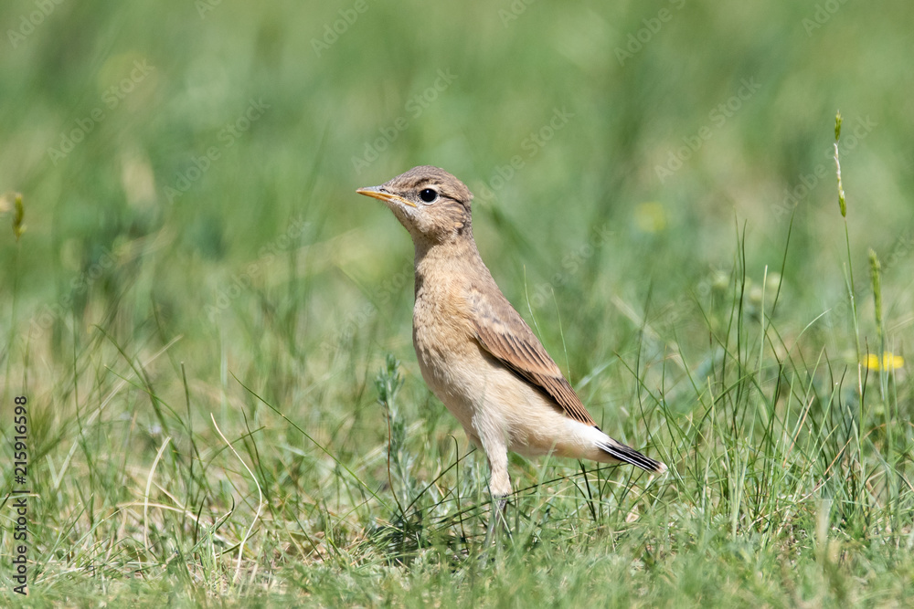 Wheatear or Oenantne Isabelina, a bird of the flycatcher family, the Republic of Altai, Russia. Wheatear or Oenantne Isabelina, a bird of the flycatcher family, the Republic of Altai, Russia.