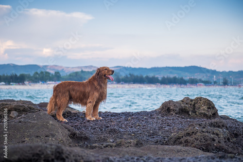 Golden retriever on a stone by the sea
