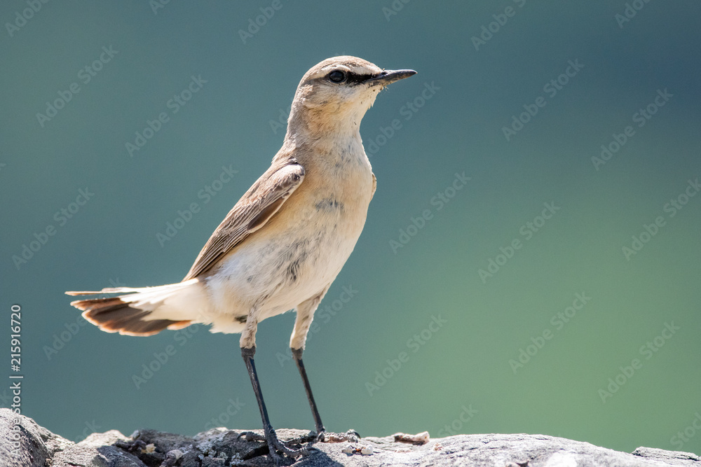 Wheatear or Oenantne Isabelina, a bird of the flycatcher family, the Republic of Altai, Russia. Wheatear or Oenantne Isabelina, a bird of the flycatcher family, the Republic of Altai, Russia.