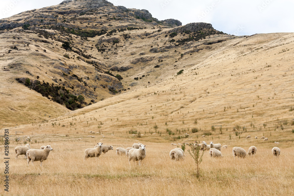 Sheep grazing in Akaroa, South Island, New Zealand