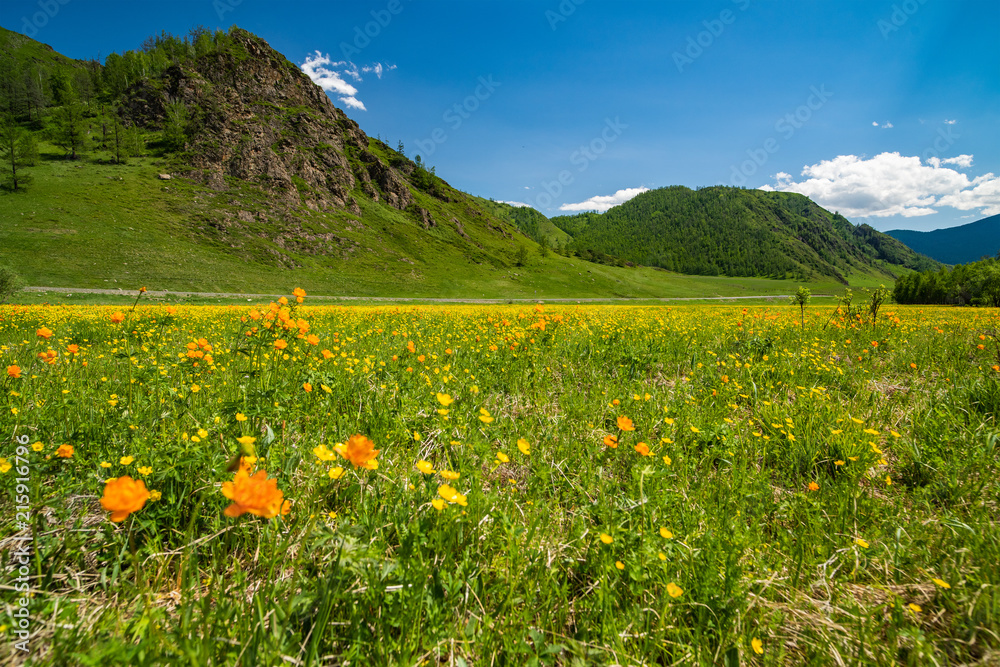 Fototapeta premium A wide angle field of orange flowers Trollius asiaticus against a background of mountains and blue sky.