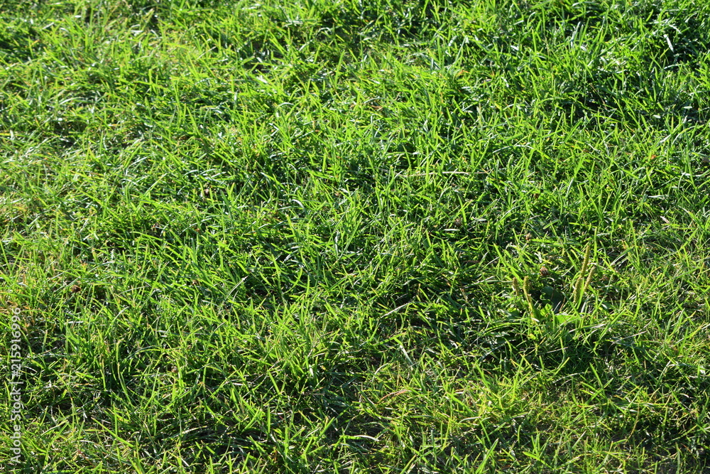 grass grass