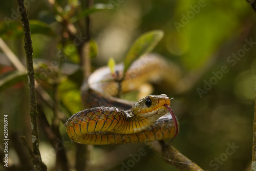 Chironius spixii photo