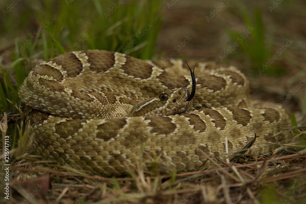 Prairie Rattlesnake Prairie Rattlesnake