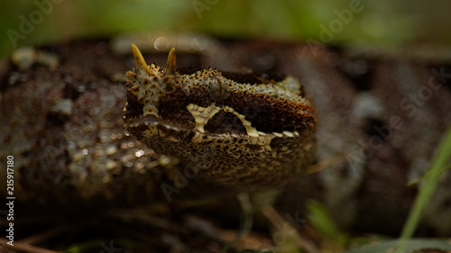 Rhino Viper