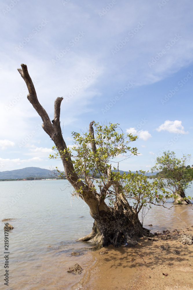 Mangrove tree, Chalong Bay, Phuket, Thailand Mangrove tree, Chalong Bay, Phuket, Thailand