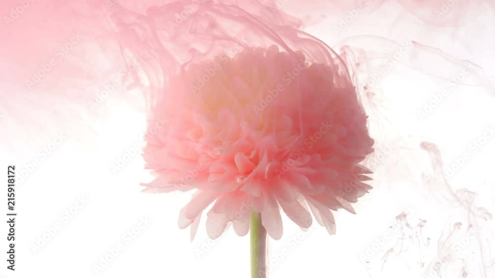 Artificial Flowers and pink ink cloud in water
Artificial Flowers and pink ink cloud in water
