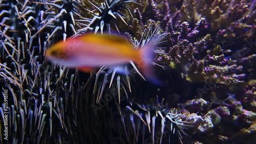 A close up shot of a crown of throns starfish inside an aquarium. photo