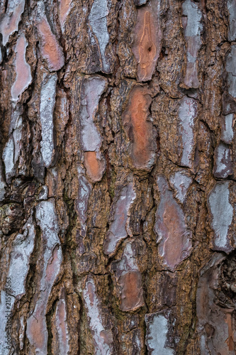 plant bark, pine tree