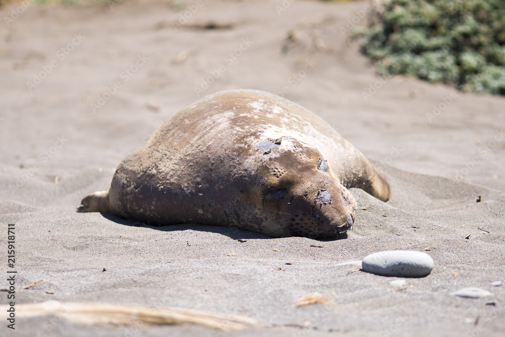 Naklejka premium Peaceful sleeping elephant seal