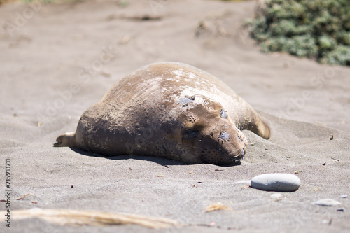 Peaceful sleeping elephant seal