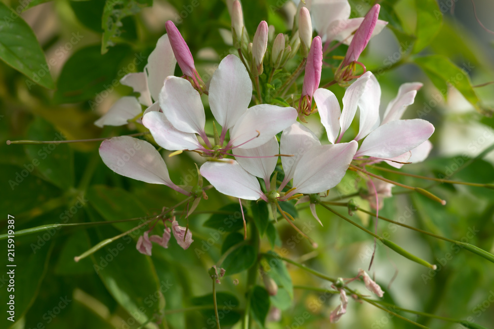 Fototapeta premium Blooming spider flower, Tarenaya hassleriana