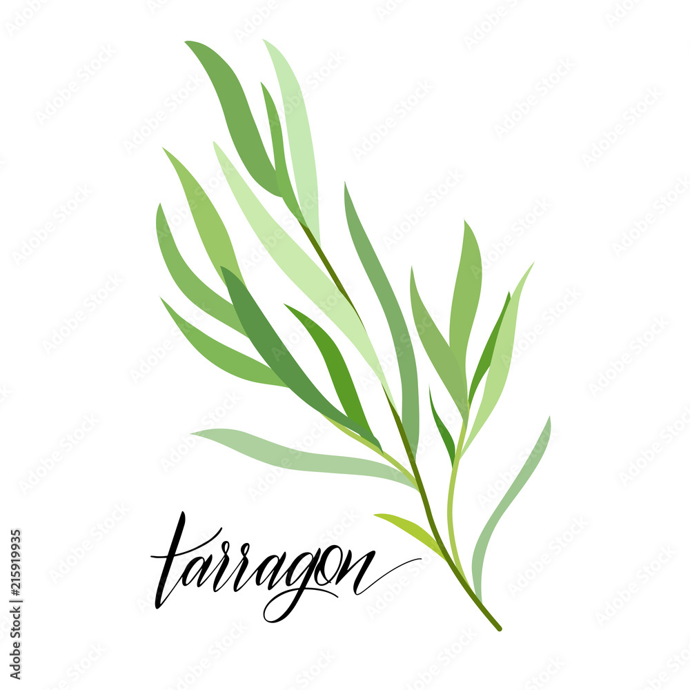 Obraz premium Tarragon in flat style. Hand written text. Vector