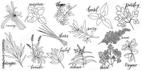 Set of popular culinary herbs with hand written names. Rosemary, majoram, thyme, basil, parsley, chives, savory, sumac, tarragon lavender bay leaf verbena chervil oregano