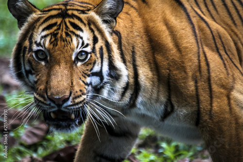 Close up of big feline wildcat Malayan tiger with beautiful stripe fur 