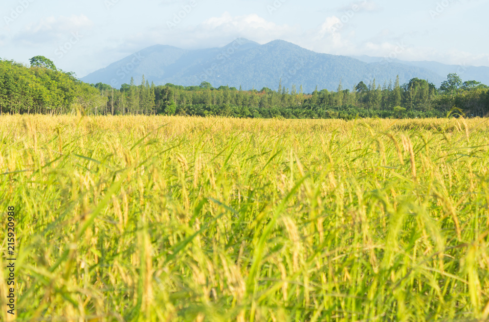 rice field and mountain