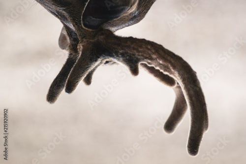 Wildlife portraiture close up view of deer horn shown upside down