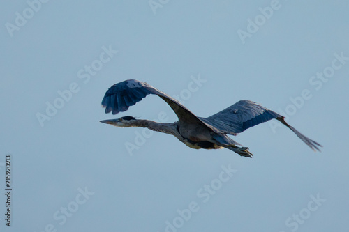 Close view of a great blue heron flying, seen in the wild in North California © ranchorunner