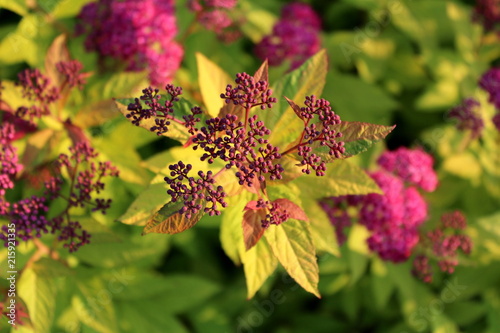 Bumald Spirea or Spiraea x bumalda garden hybrid plant cluster of small light to dark violet flower buds on green to brownish leaves background on warm sunny day at sunset photo