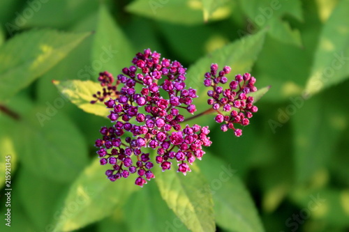 Bumald Spirea or Spiraea x bumalda garden hybrid plant cluster of small light to dark violet flower buds on green leaves background on warm sunny day photo
