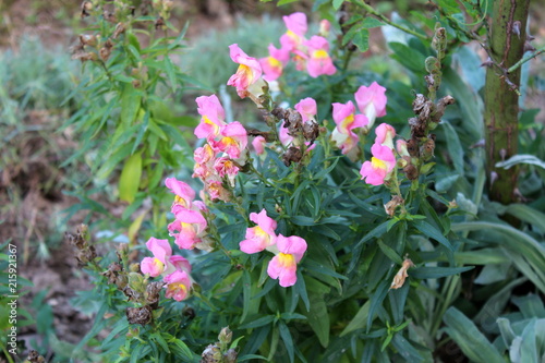 Common snapdragon or Antirrhinum majus small blooming and partially dried pink white flowers on dark green leaves and local garden vegetation background at sunset