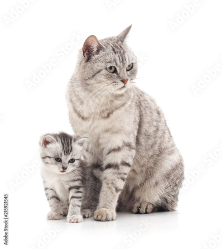 Mom cat with kitten.