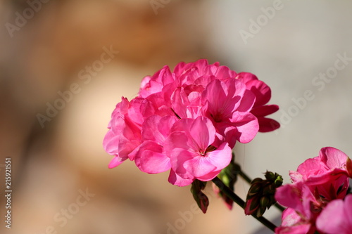 Pelargonium dark pink blooming flowers with small flower buds on blurred garden plants background on warm sunny day