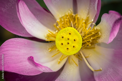 Closeup macro of aquatic pink petal lotus with yellow seed pod inside