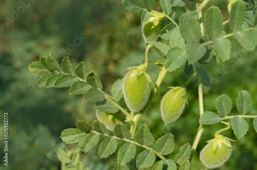 Chickpeas pod on green plant closeup photo