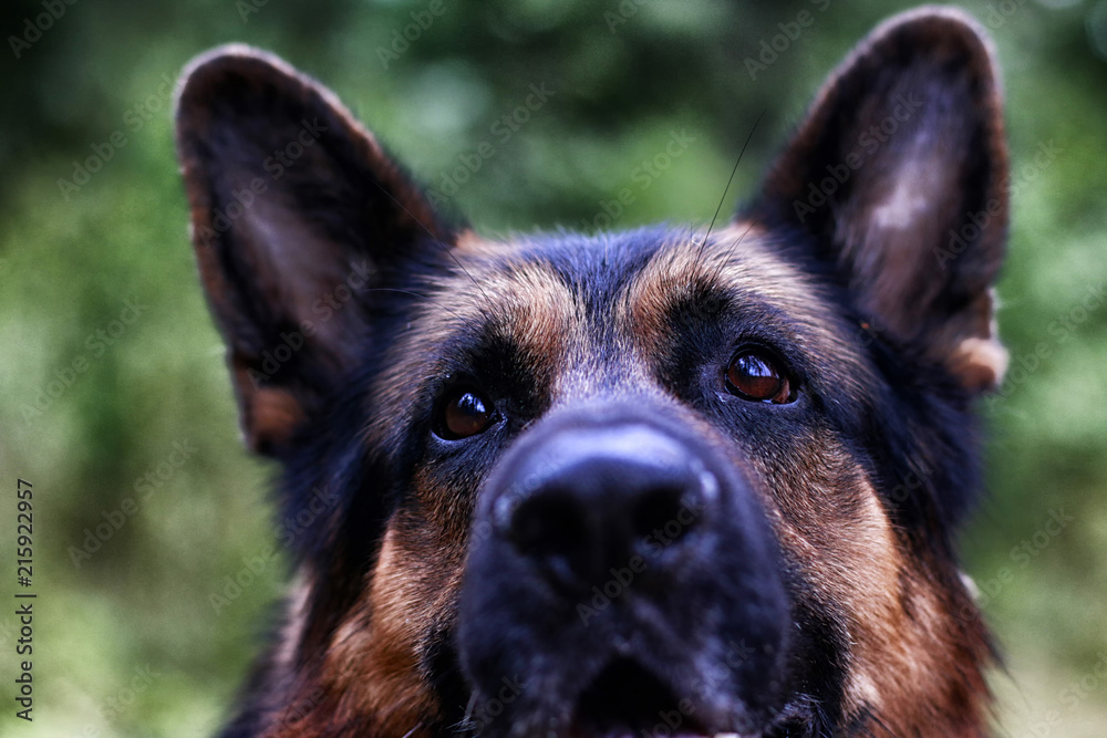 Muzzle of a Dog German Shepherd. Attention on the eyes Muzzle of a Dog German Shepherd. Attention on the eyes