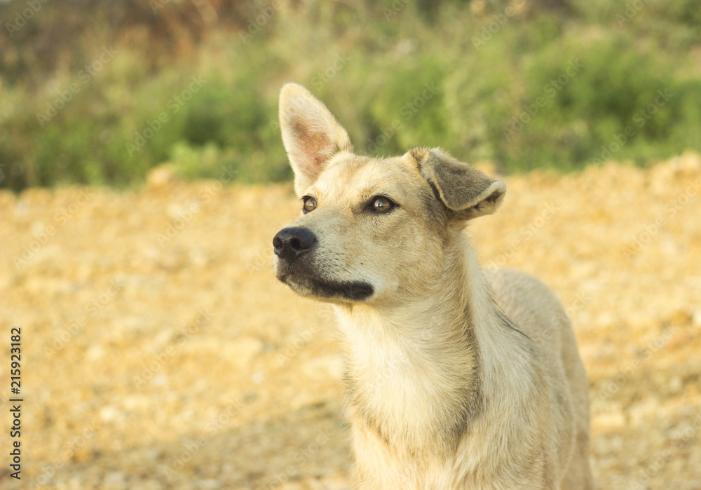 portrait of a stray dog