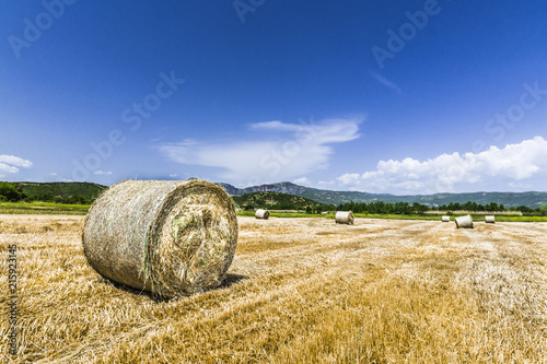 Rural landscape with wheat field photo