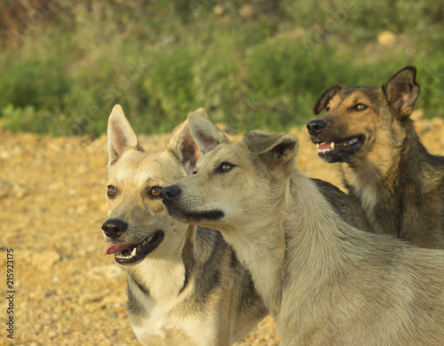 three dogs look in one direction