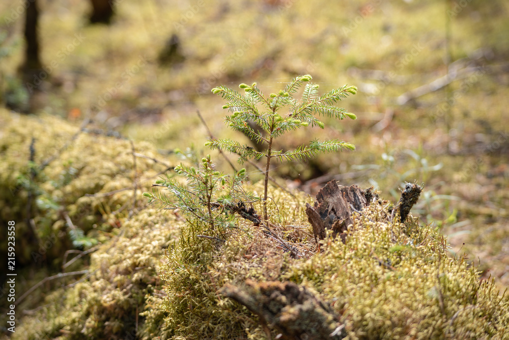 relic forests of Valdai. Ecological path relic forests of Valdai. Ecological path