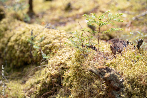 relic forests of Valdai. Ecological path