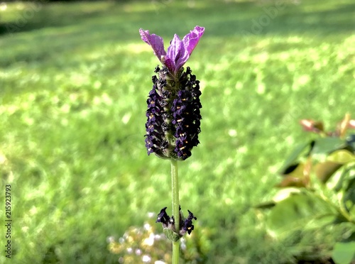 Lavanda boton