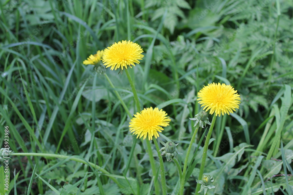 three yellow dandelions among the green field three yellow dandelions among the green field