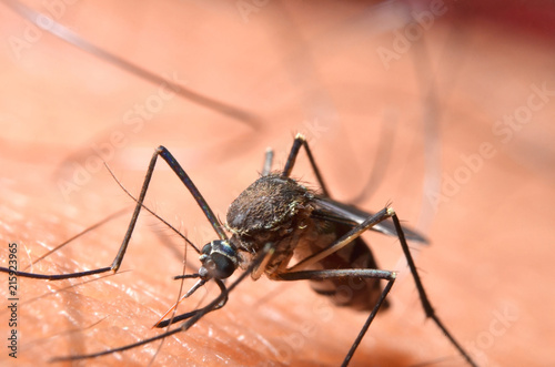 Macro of virulent mosquitoes on human skin. © suphatphong