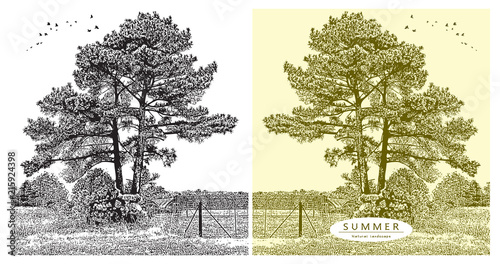 Landscape with a pine tree silhouette and birds flying in the sky. Vector graphic illustration of summer nature in black and white and beige color vintage style.