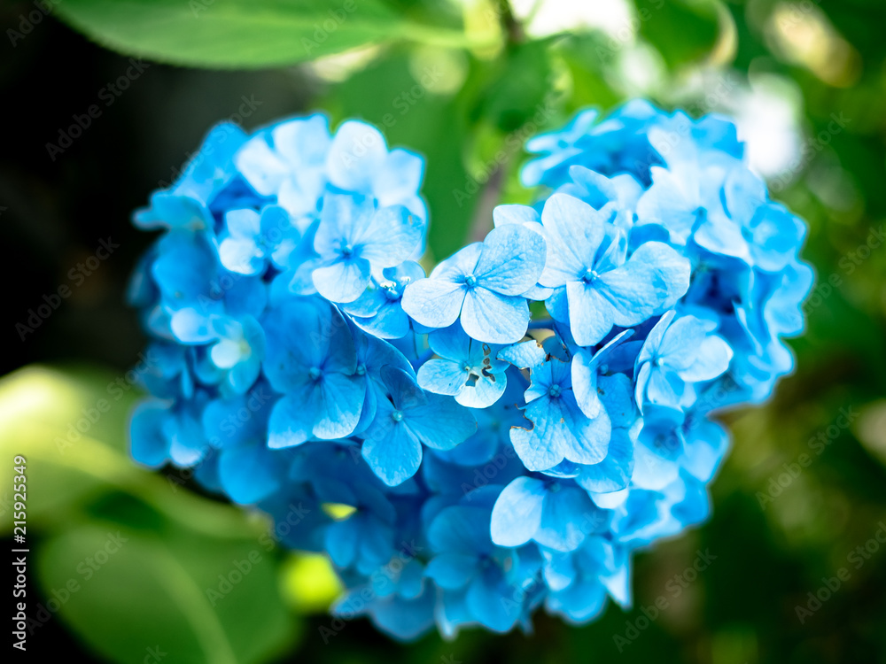 ハートの紫陽花 ハートの紫陽花
