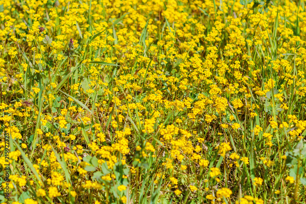 meadow with yellow wildflowers