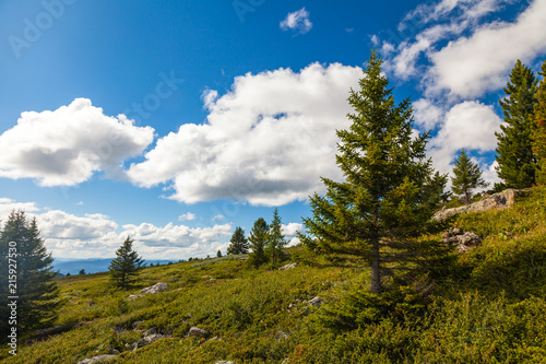 A landscape view of beautiful green forest and Altai mountain background. Panoramic view in the Altai mountains