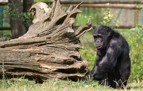 Chimpanzé à dos argenté