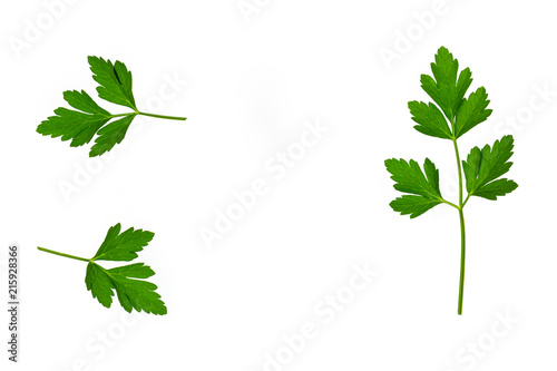 garden parsley stalks with leaves on white background with copy space