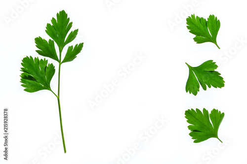 closeup of fresh garden parsley leaves isolated on white background