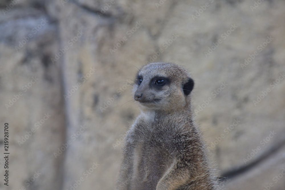 Fototapeta premium safari