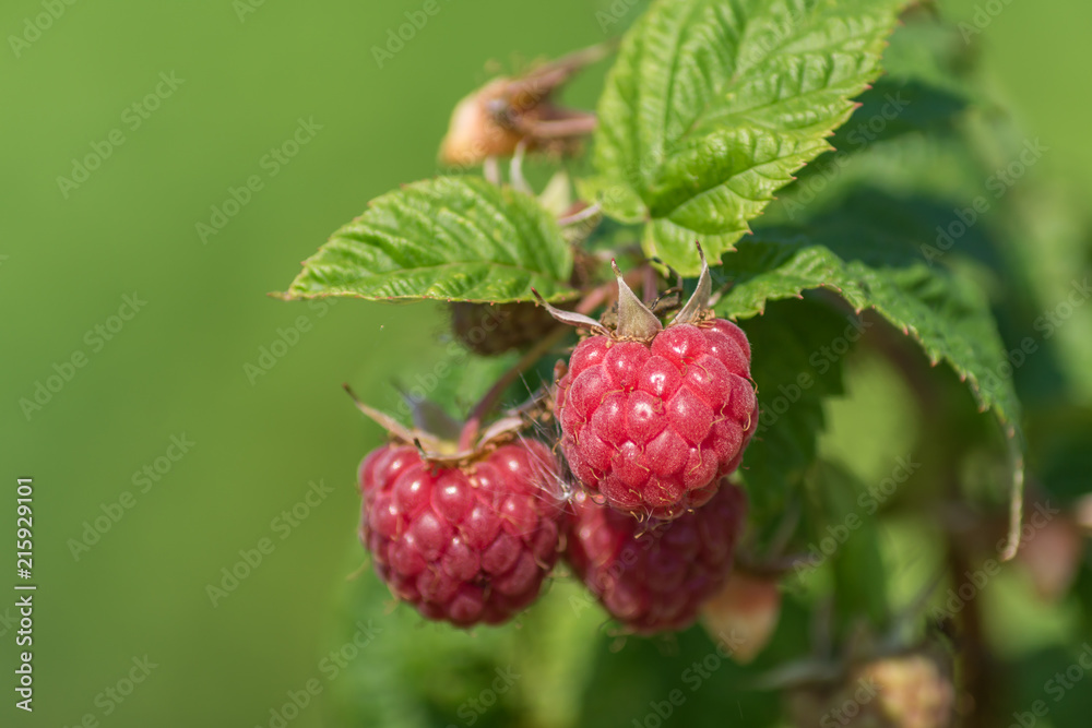 close up of raspberry bush with red berries on green background close up of raspberry bush with red berries on green background