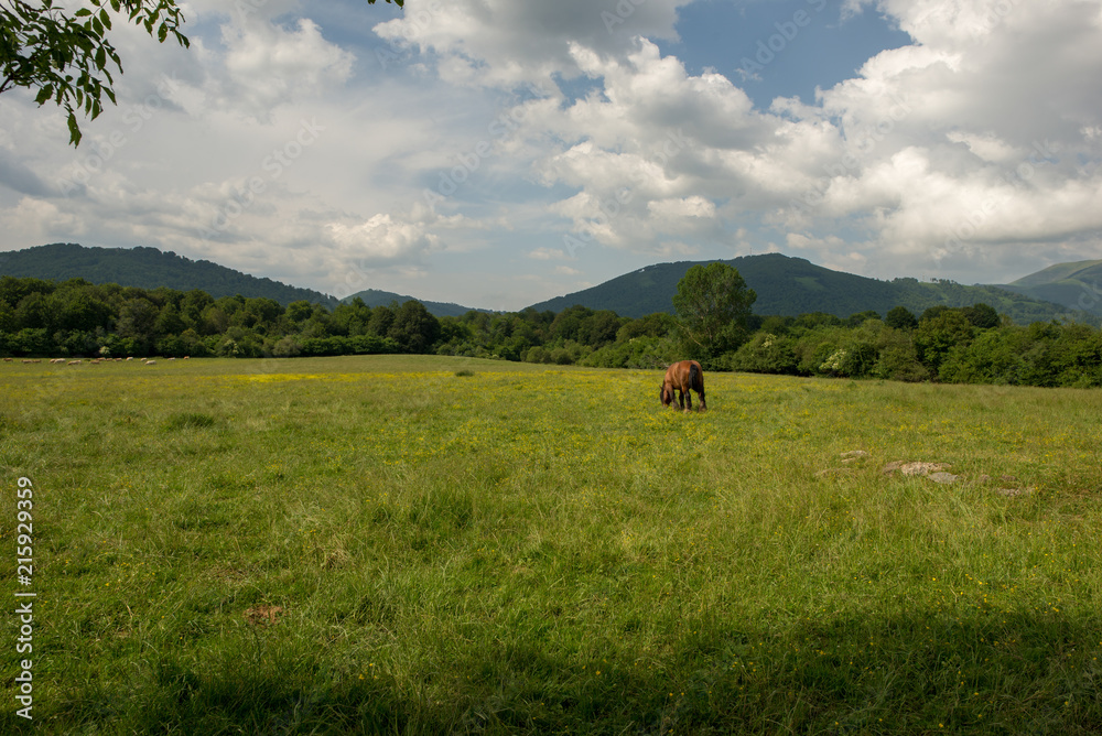 The road to Santiago between Roncesvalles and Zubiri